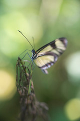 Borboleta com asas transparentes