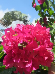 Une fleur de bougainviller rose devant un arbre du voyageur