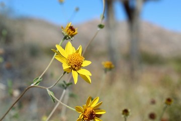 Blooming in Joshua Tree National Park with brilliant yellow during early Fall, this Southern Mojave Desert Native is known commonly as Parish Goldeneye, and taxonomically as Bahiopsis Parishii.