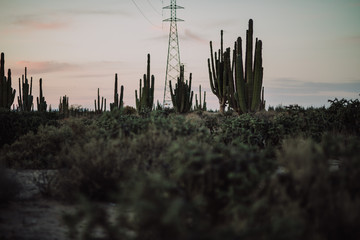 Saguaro Mexicano 