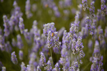 Naklejka premium Lavender