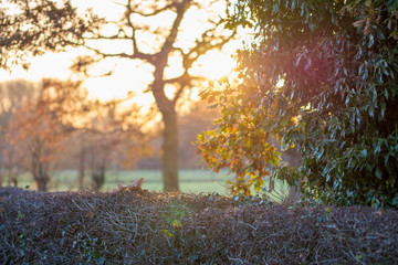 Fototapeta premium Autumn colours with the snset in United Kingdom, Cheshire