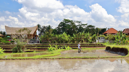 A lonely farmer working on the rice paddies close to Campuhan ridge walk. Thousands of tourists...