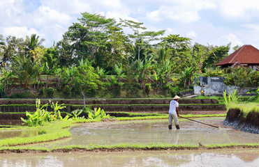 A lonely farmer working on the rice paddies close to Campuhan ridge walk. Thousands of tourists visit these terraces every single day of the year., Ubud, Bali, Indonesia.