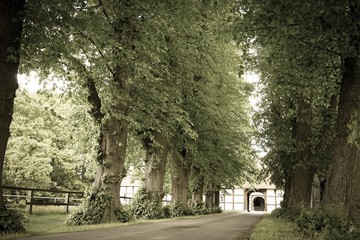 Baumallee führt zu einer Hofeinfahrt eines artländischen Bauernhofes