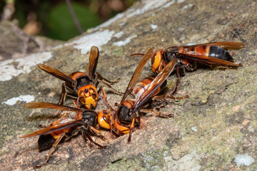 Picture giant hornet (Vespa crabro) Real Asian wasp,Originated in East Asia and the tropics. They like to live in mountains and low forests.