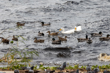 Ducks in Lake Monroe Sanford