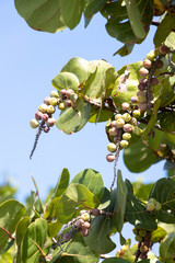 Sea Grape Under the Florida Sun
