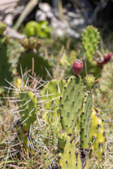 Wild Florida Cactus with Fruit Closeup