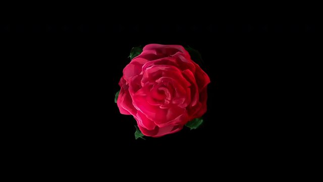 blooming red rose on black background closeup with alpha