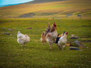 Chickens