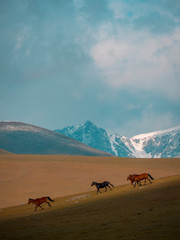 Kyrgyz Horse