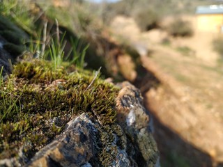 lizard on rock
