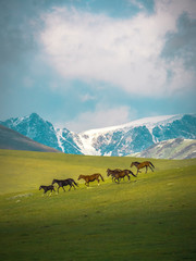 Kyrgyz Horse