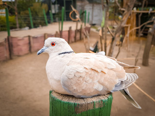 paloma