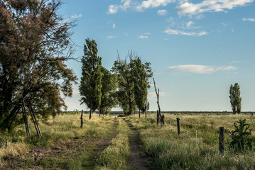 tree in a field