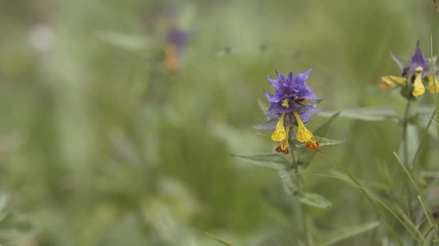 Summer forest flowers, yellow and purple beautiful cow-wheat Melampyrum nemorosum . Stock footage. Picturesque blooming flower in the summer sunny field.