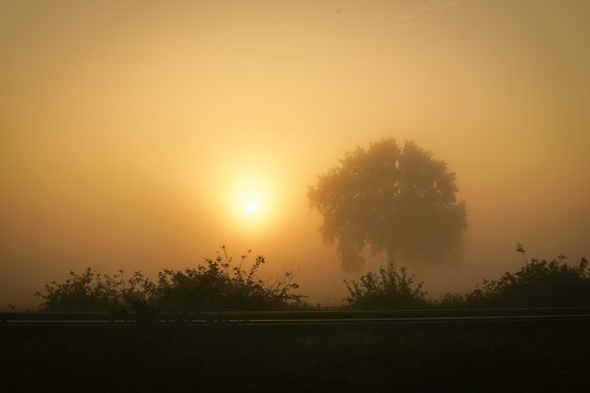 Sonnenaufgang - Baum und Sträuer werden in ein defuses Licht gesetzt