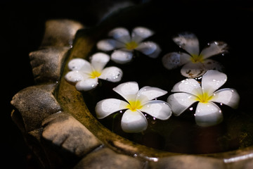 plumeria flower in water