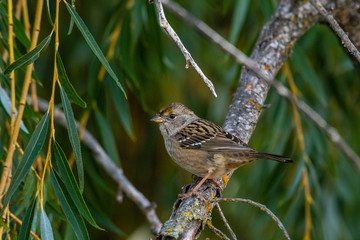 A purple finch in an Oregon forest