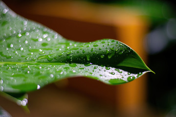 green leaf with water drops