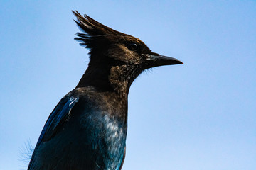 The gorgeous Steller's Jay, up close in Oregon