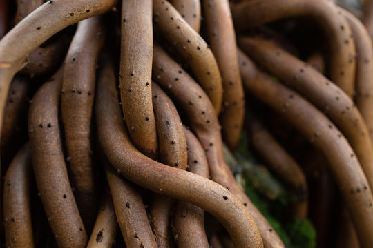 Tangled Palm Tree Roots