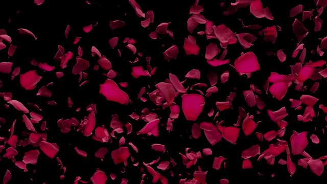 Red Rose Petals Flying by from side in Air with Alpha Transparency Matte Transition in Black Background