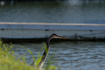 Head of Great Blue Heron peeking behind bush
