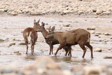 Animal crossing river