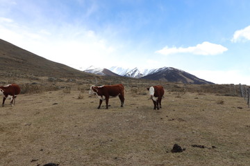 Cows on Mountains Ice