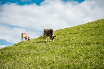 Braunviehrinder im Allgäu auf einer Bergwiese