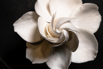 Gardenia Flower in Full Bloom High Resolution