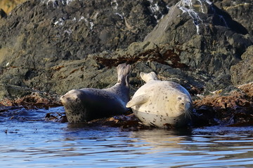 Seals (spotted seal, largha seal, Phoca largha) laying on coastal rocks. Wild spotted seal sanctuary. Calm blue sea, wild marine mammals in natural habitat.
