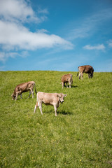 Braunviehrinder an einer steilen Bergwiese im Allg&auml;u