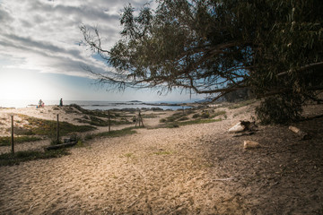 Fototapeta premium beach with sand and stones
