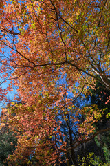 メグスリノキの紅葉