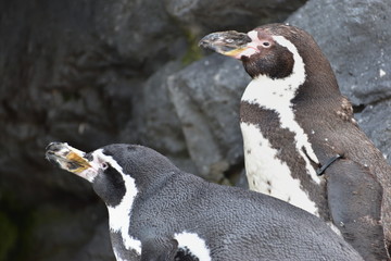 Naklejka premium 動物