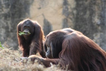 Fototapeta na wymiar Orangutans' daily life