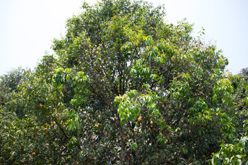 Fototapeta premium Plum Of Thailand. Sweet and sour Thai plum fruit. Delicious fruit.