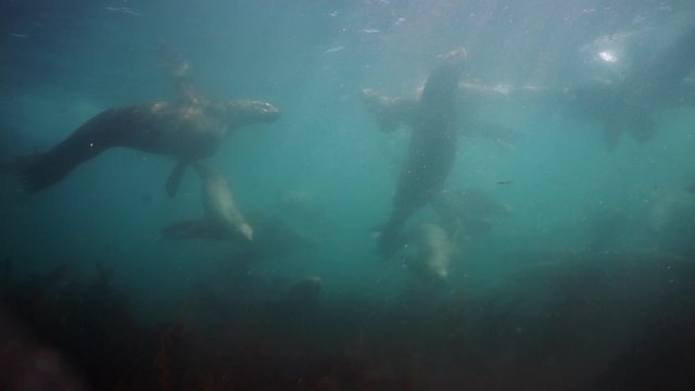 Family of northern sea lion marine mammal animal underwate of Sea of Okhotsk. Group of seals marine mammal animal underwater in muddy cold water wild nature. Concept of pinniped animals underwater.