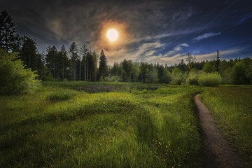 Narrow pathway in the middle of a grassy field with trees in the distance - obrazy, fototapety, plakaty