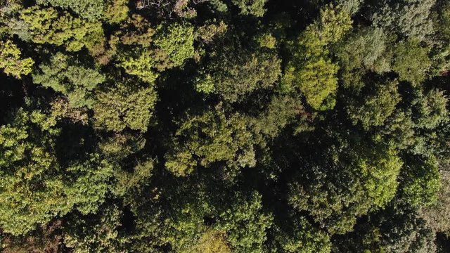 Aerial overhead shot over a forest in Pennsylvania.