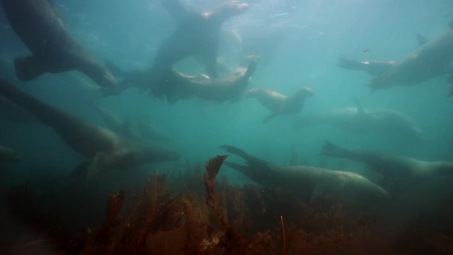 Group of Seals underwater of Sea of Okhotsk. Family of northern sea lion marine mammal animal underwater in muddy cold water wild nature. Concept of pinniped animals underwater.