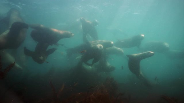 Group of Seals underwater of Sea of Okhotsk. Family of northern sea lion marine mammal animal underwater in muddy cold water wild nature. Concept of pinniped animals underwater.