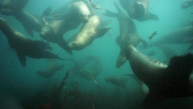 Group of Seals underwater of Sea of Okhotsk. Family of northern sea lion marine mammal animal underwater in wil nature.