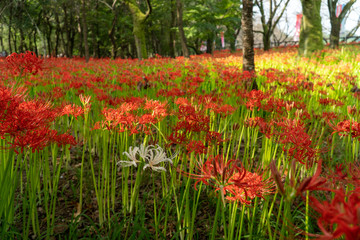 巾着田の群生した彼岸花