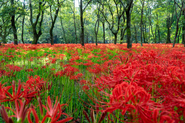 巾着田の群生した彼岸花