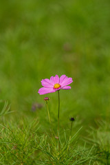 コスモスのアップ