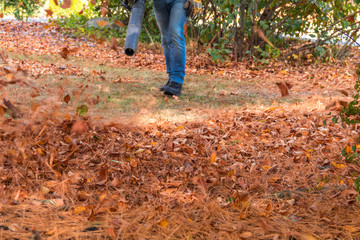 Leaf blower in action moving colorful fall leaves and dried pine needles from residential lawn with intentional motion blur